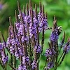 Egyptian Blue Vervain