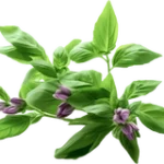 Holy Basil