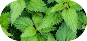 Alpha Tonic Nettle Root