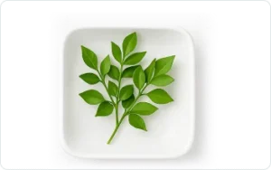 Butcher's Broom (Ruscus aculeatus)