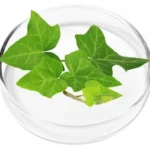 Ivy Extract