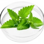 Peppermint Essential Oil